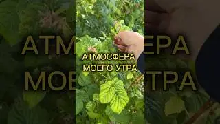 #деревня #природа #лето #2024 #малина #shorts #summer #raspberry #nature #morning