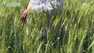 Jiva Ruchi Wheat Seeds | Jivalogics Biotech | Jivalogics Seed #farmersofindia #jivalogics