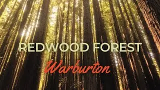 Redwood Forest, Warburton Victoria Australia