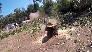 Falling cottonwoods