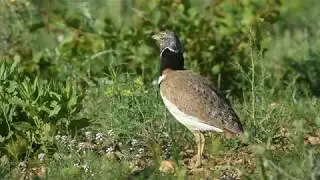 Outarde canepeti&egrave;re