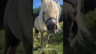 Hotel with ponies in the Alps #shorts #alps #salzburg #bavaria #austria #relaxing #pony