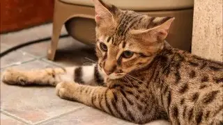 Happy Purring F3 Savannah Kitten