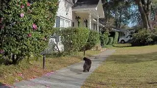 Arlo Pro 4 Zoom Track Test Footage