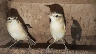 UPDATE STOK ABADI BIRD BANDUNG 31/12/2025