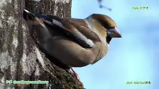 Nikon P1000 野鳥撮影 Wild bird４K( 野鳥シリーズNo5)