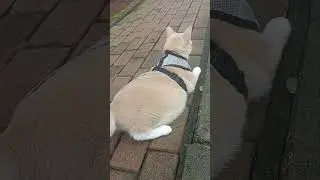 Gengsi Ngaku Capek, Langsung Jalan Lagi 😼🚶&zwj;♂️