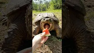 Would You Hand Feed This Turtle? 🍉🐢👀 #SnappingTurtle  #TurtleFeeding #ViralAnimals