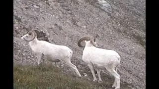 Alaska Dall Sheep Hunt