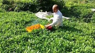 çay toplama makinesi