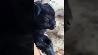 Goat Whispering