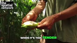 Nature's Ramen: Eating Heart of Palm from a Tree! #shorts