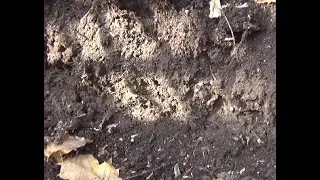 Urban Compost Harvest
