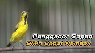 PANCINGAN PENGGACOR SOGON AGAR CEPAT GACOR NGLEPER‼️CUIT CUIT CERR BIKIN SOGONMU RESPON GACOR EMOSI