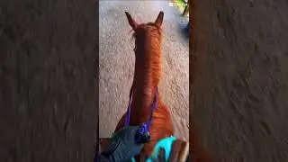 Such vibrant colors #horse #colors