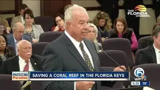Saving a coral reef in the Florida Keys