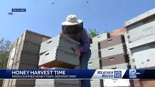 How bees and farmers adapt to weather challenges