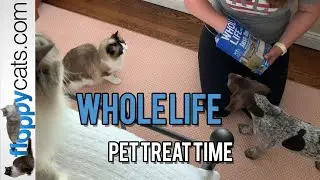 Healthy Pet Treats: Whole Life Pet Treat Time with Ash Addie and Tayto - Floppycats