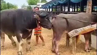 Alpha Bull With Cow to Produce High-Quality Food and Milk Mear India - By arm_attapon81
