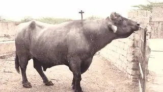Top Pyor Banni Bull तरणेतर मेले में First No 1 आय था Top Bull👌