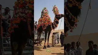 FIRST TIME CAMEL KA SODA ! BIG SIZE CAMEL LOADING AND UNLOADING VIDEO! Brotheristan