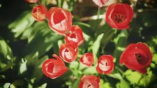 spring came