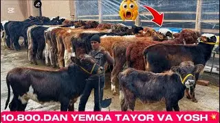 👁️REKOTMISAN REKOT ENSI SHOSHLADGAN JOYGA YETIP KELDIK KOCHAT BUQALAR 2025_12_25_dekabir.
