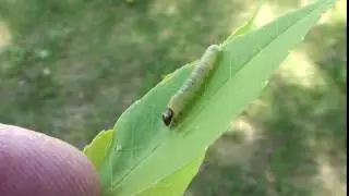 Leafroller on Green Ash