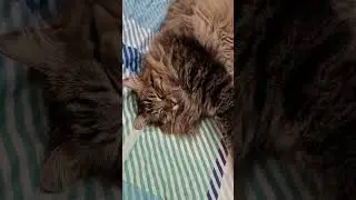 Rocky ist absolut Fertig nach dem Videodreh und w&uuml;nscht allen einen CrimeCats Chilling Sunday!