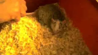 Stimpy the gentle african Natal Rat!