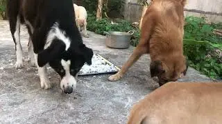 Собаки едят говядину, эпизод 619, от Dog Food TV.
