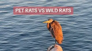 Pet Rats vs wild Rats