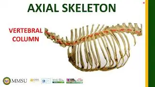 Axial Skeleton - Vertebral Column