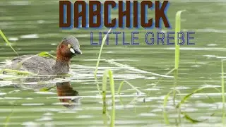 Little Grebe / Dabchick preening
