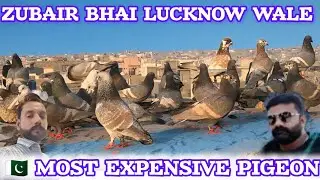 Zubair Bhai Lucknow | Most Expensive White Pigeon | Gola Pigeon Flight | India & Pakistan Famous