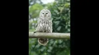Strix uralensis (Ural owl) 4. Call of female in the vicinity of the nest