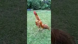 Mes races coq combat
