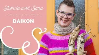 Odla daikon och sk&ouml;rda p&aring; h&ouml;sten