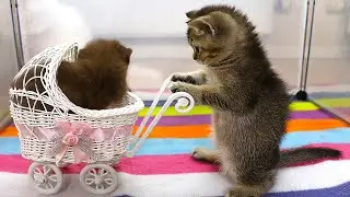 Adorable Kitten Kiki and Tiny Kittens Explore the stroller! Sleet kitten