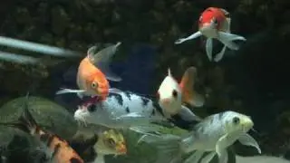 How To Get Fish For A Coldwater Fish Tank