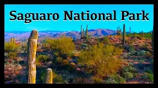 A Journey Through Saguaro National Park &ndash; Tucson, Arizona