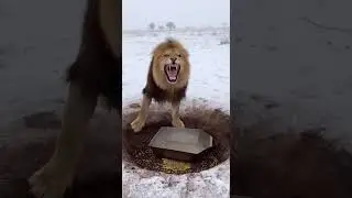 A Happy Lion Steals the Hyenas' Feed Trough in Winter