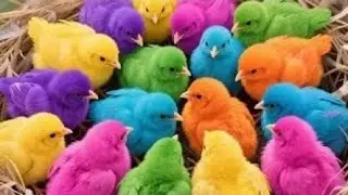 Catch Color Chicken, Cute Chicken, Duck, Rainbow Chicken, Rabbit, Cute Animals