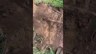 Yellow Meadow Ants in Garden