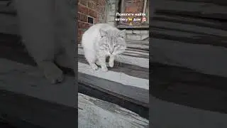 #котики #непокупайприюти #улица #бездомные #животные #цитаты #шортс #видео #sos #shorts #2025 #cat