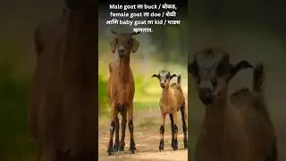 Goat / शेळी Information #animals #domesticanimals #farm