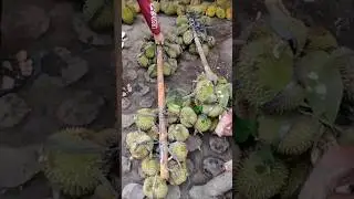 Durian kanjeng//durian lokal premium dari Ponorogo