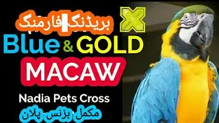 Blue Gold Macaw Farming Plan l Breeding Setup l Breeding Requirements l Feed l Diseases Hindi Urdu