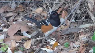 Fluffy, Kali, Spotted Towhee, Alviso Adobe Park Songbirds and Merlin