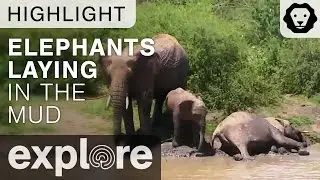 Baby Elephants Lay in the Mud - Live Camera Highlight